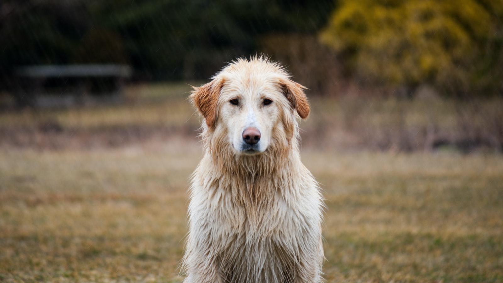 - Canine Behavior: The Curious ⁢Circles ⁢Dogs Make Before Settling Down