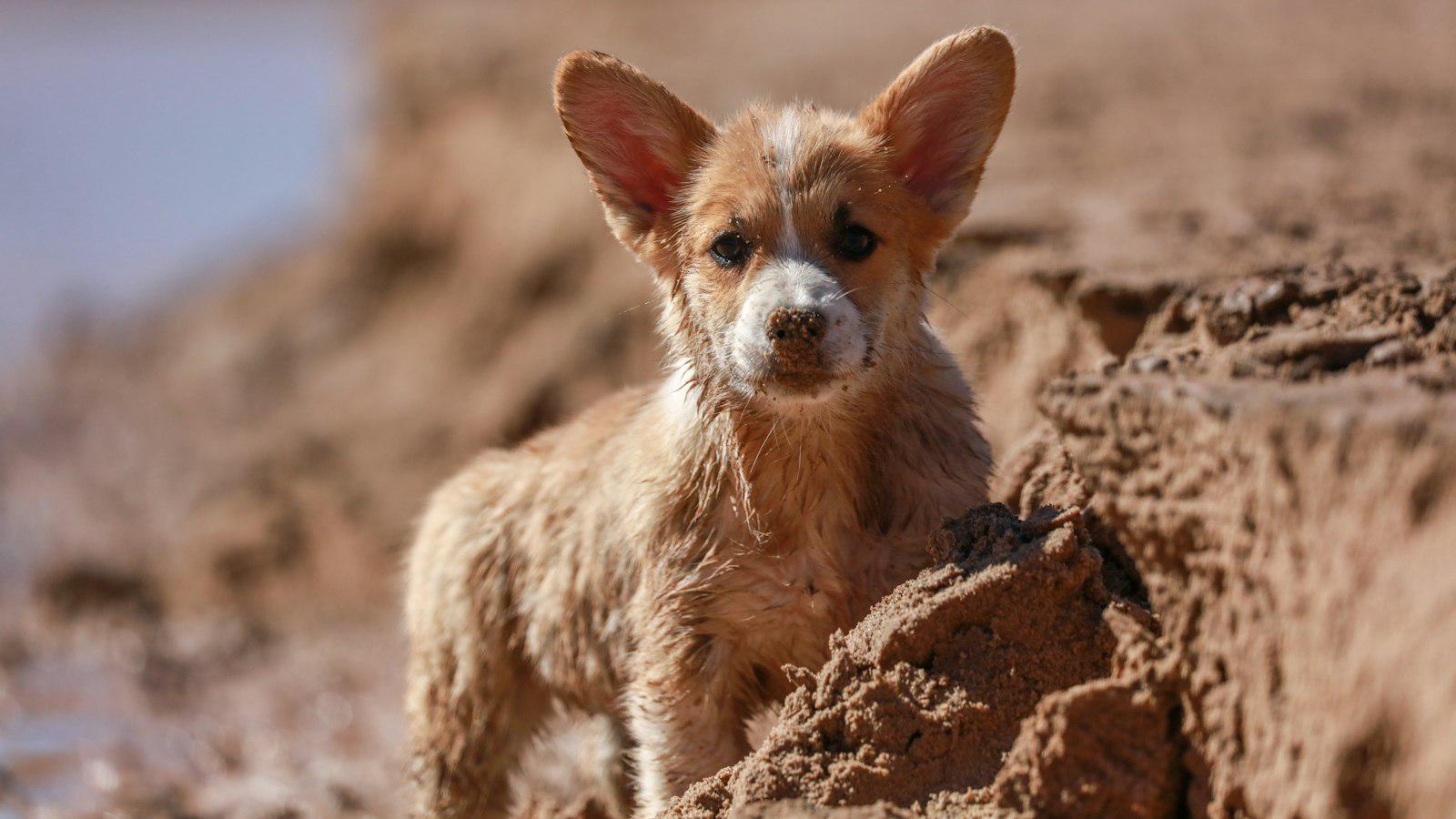 -​ The Curious Stare: Unraveling the Mystery Behind Why ‍Dogs Lock Eyes with You