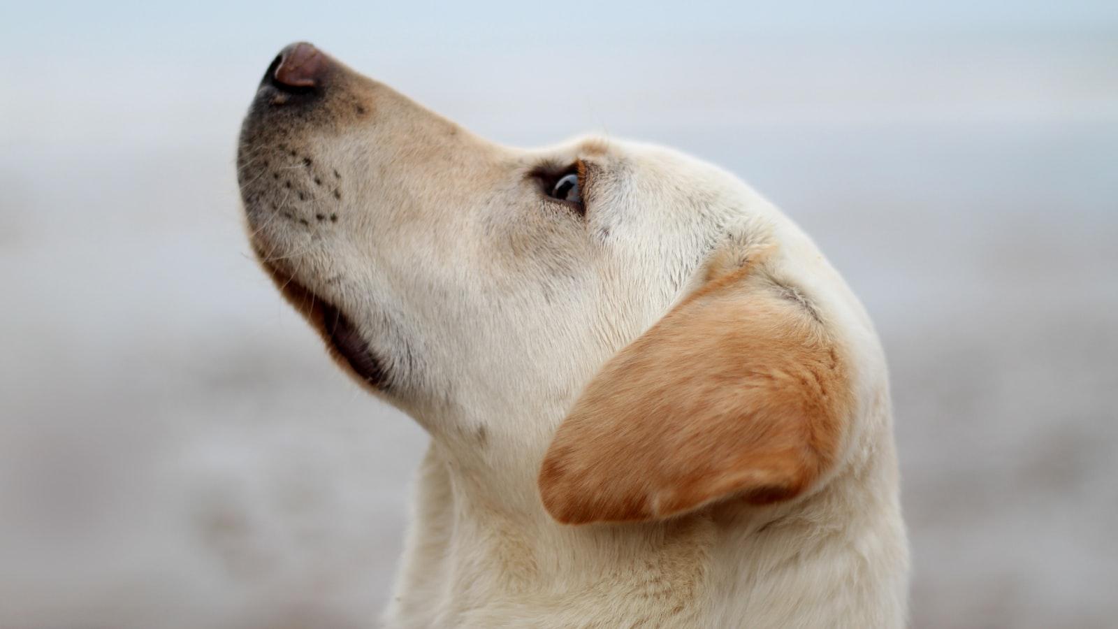 Why do dogs become terrified during thunderstorms?