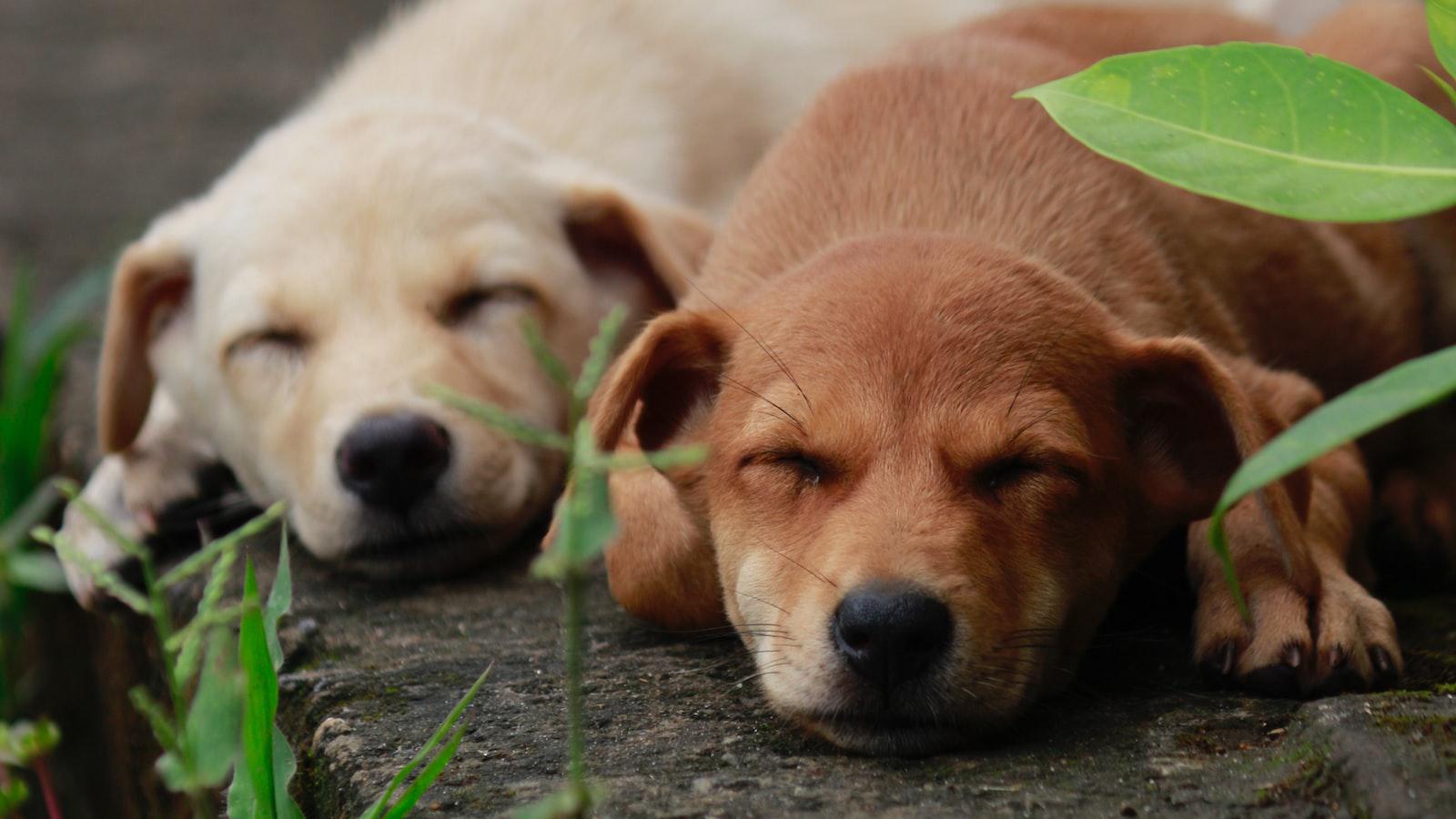 Insight into dogs' scent-marking instincts