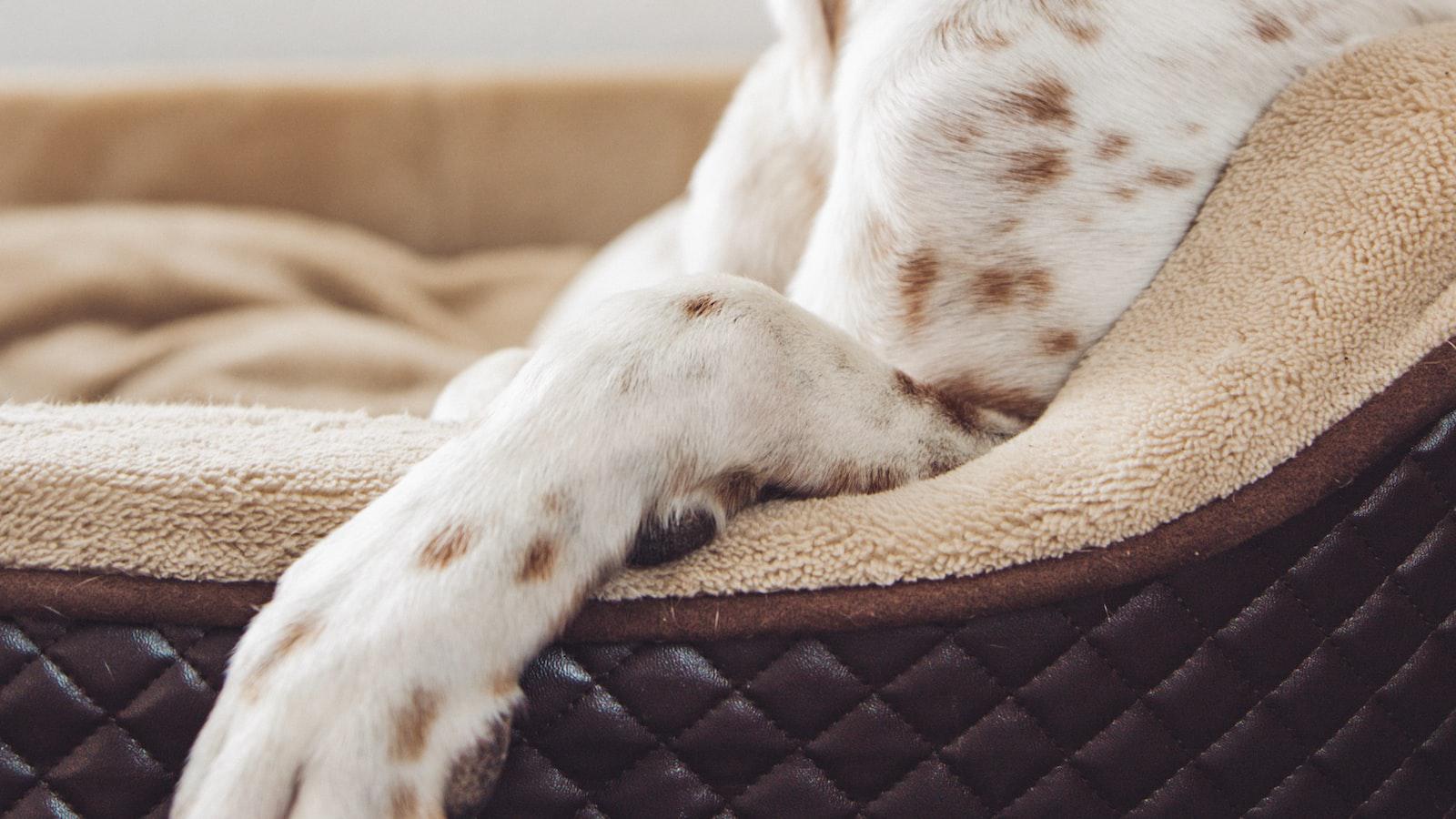 Why Do Dogs Get Hot Spots: Understanding⁤ the‌ Causes ⁣Behind this Common Skin Condition