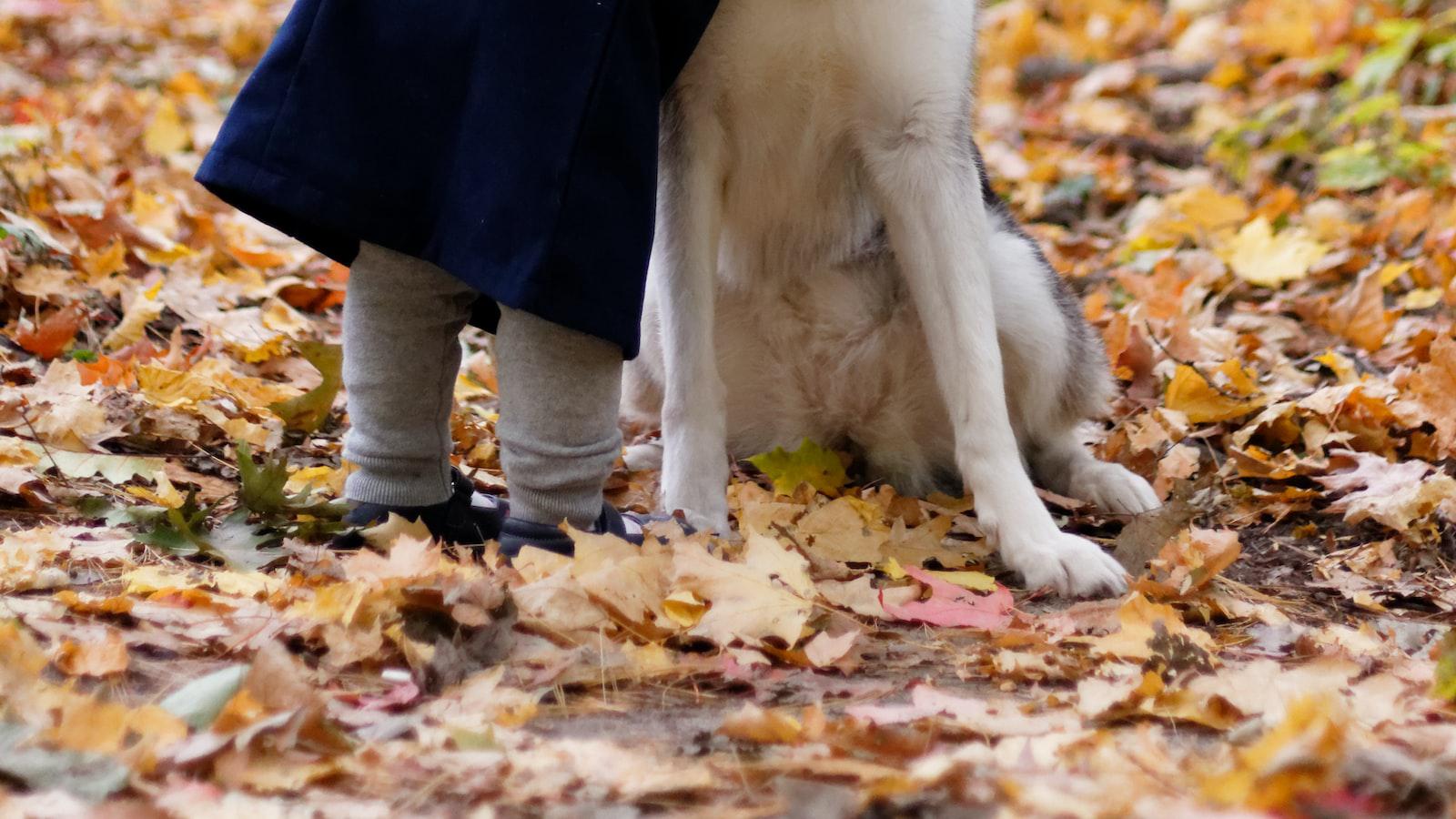 Why Do Dogs Pee on Wool Rugs?