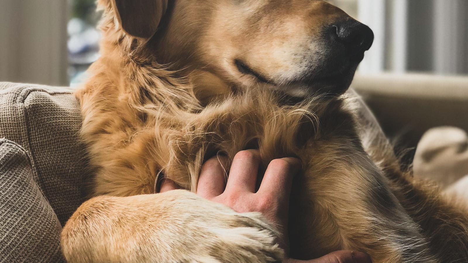 Why Do Dogs Eat Hair