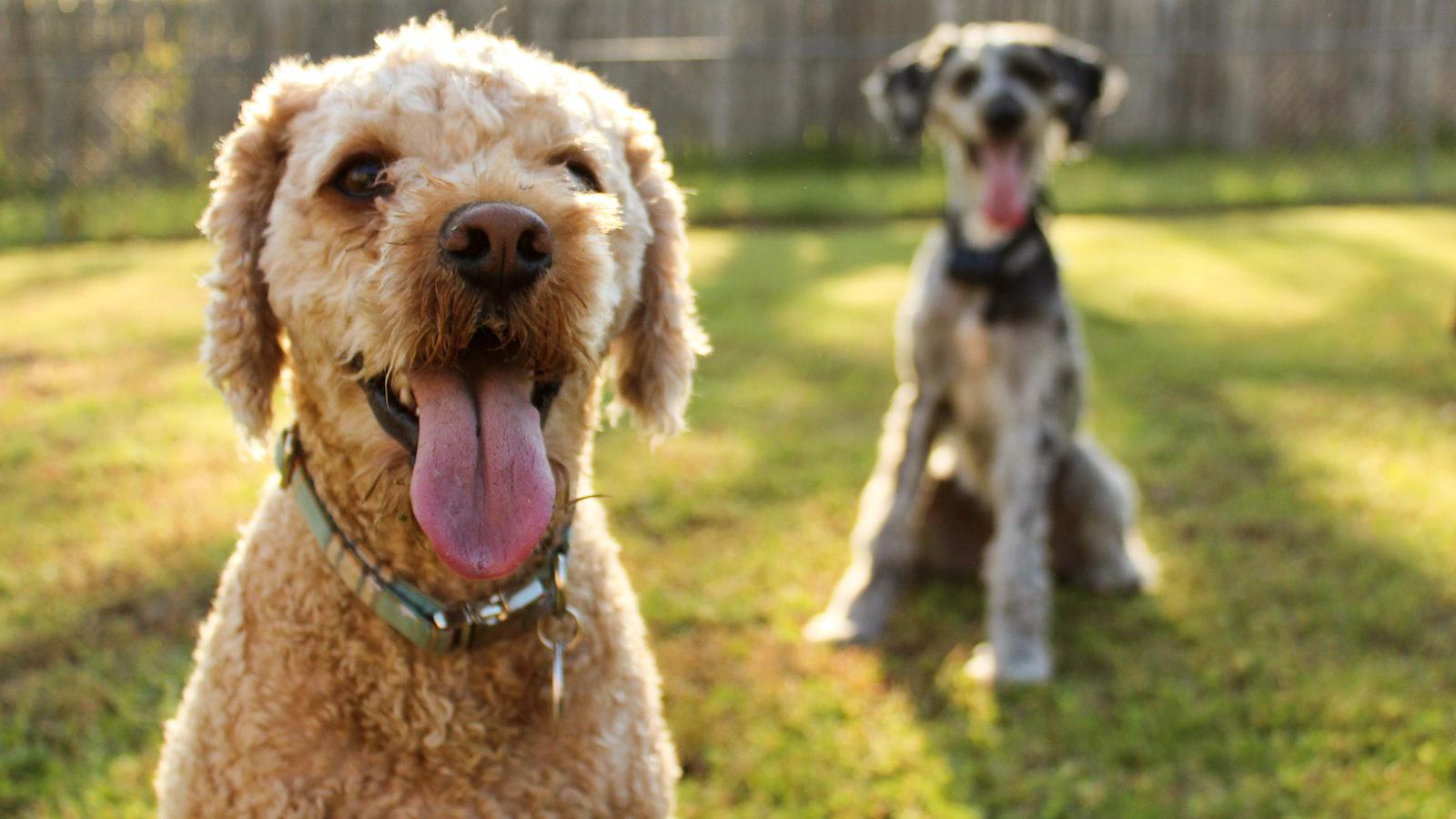 Why do dogs bark at black people? Breaking down the behavior