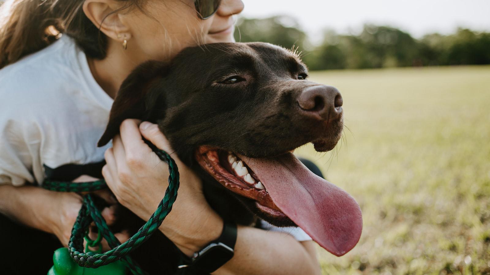 Why Dogs Get So Excited‌ When They See You