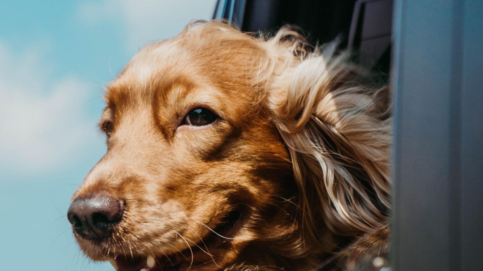 Keeping⁣ Your Dog Healthy: Preventative Measures against Yeast Infections