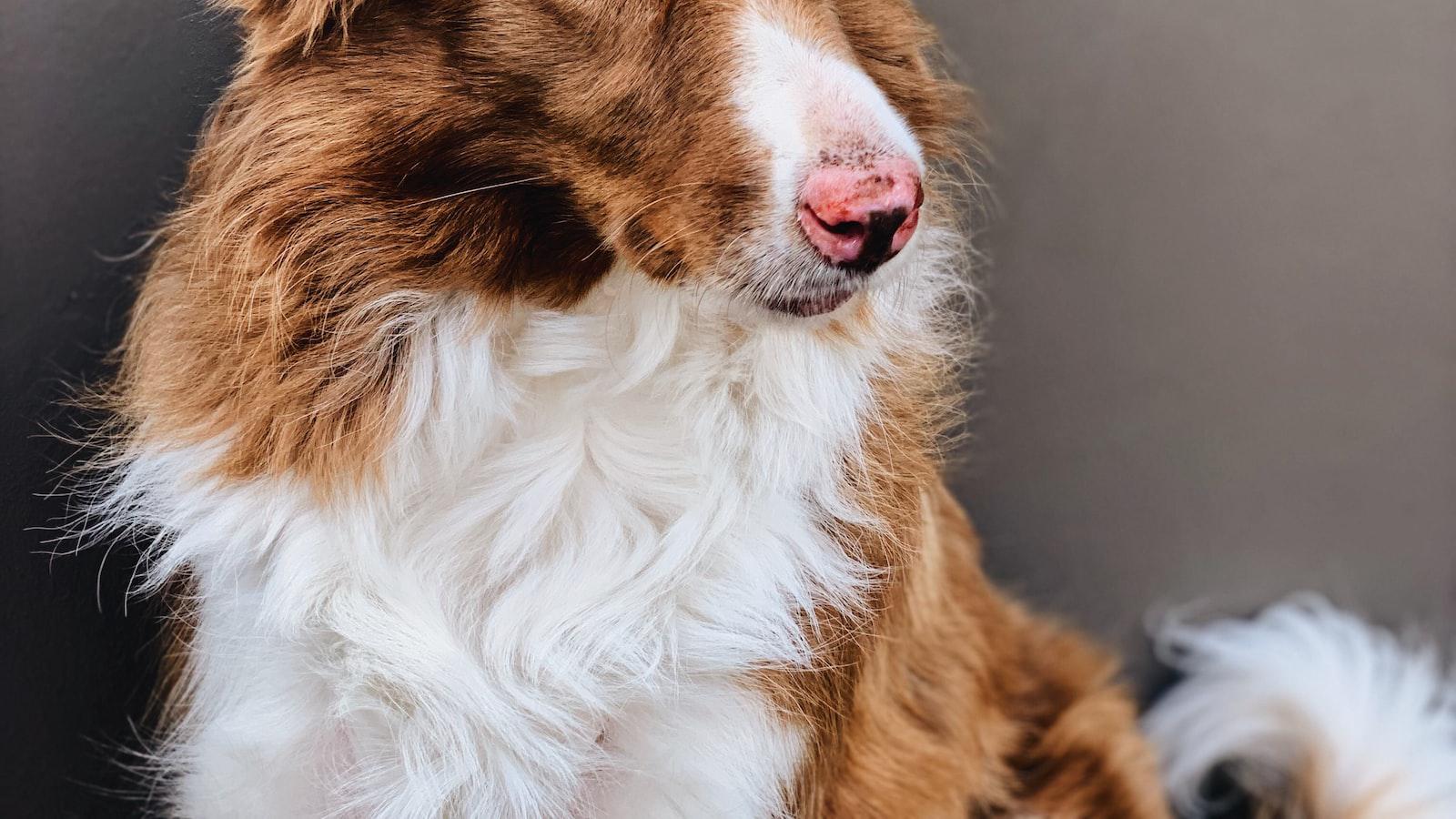 Understanding the root‌ causes ​of dogs' fear of brooms