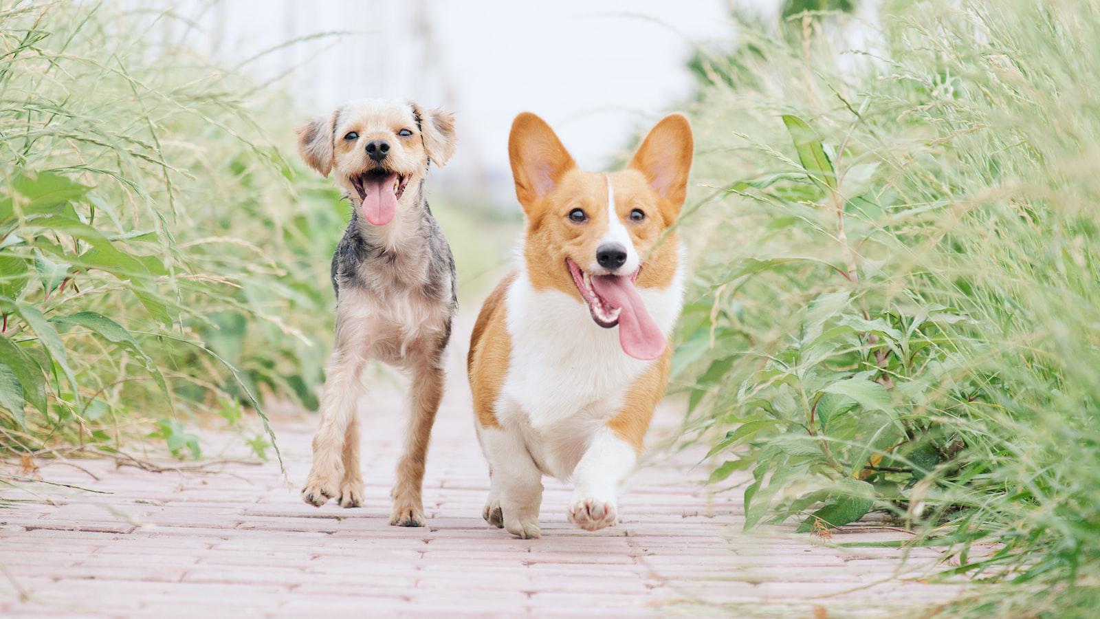 Why do dogs stare at owners while pooping?