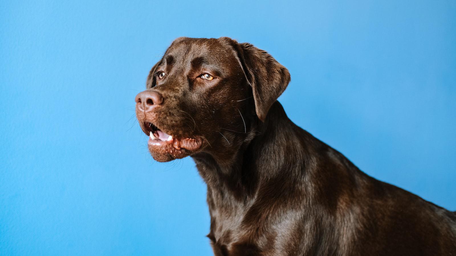 Why Dogs Lick​ Ears: Unraveling the Mystery behind this Peculiar Behavior