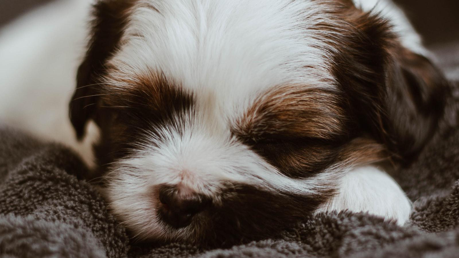 Blanket Kneading: How to Embrace and Encourage this Adorable Behavior