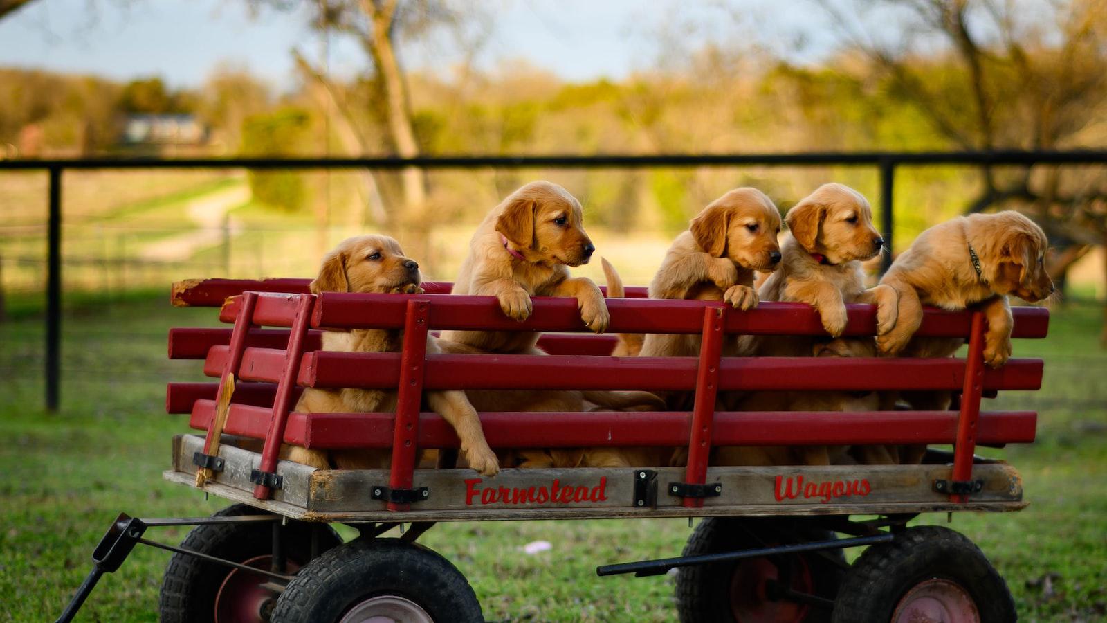 Why Dogs Hump Each Other: ​Understanding the Surprising Reasons Behind ​this Behavior