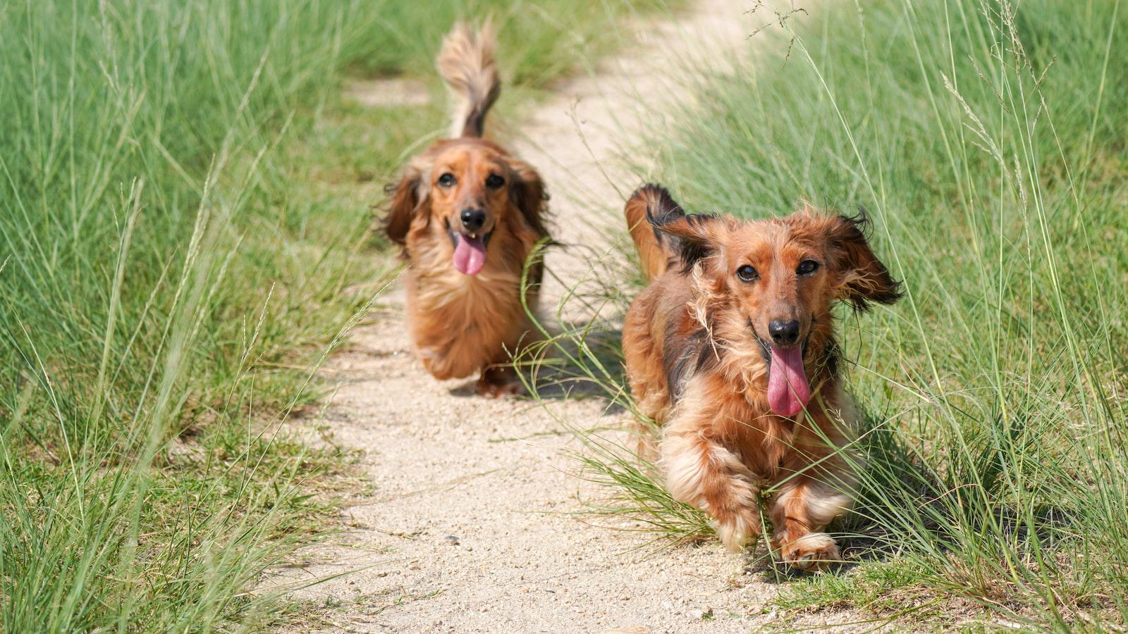 Why Do Dogs Eat Their Poop?