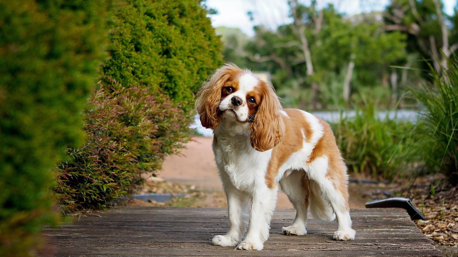 Why do dogs turn their head?