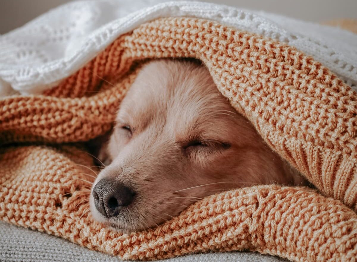 Dog sleeping on bed