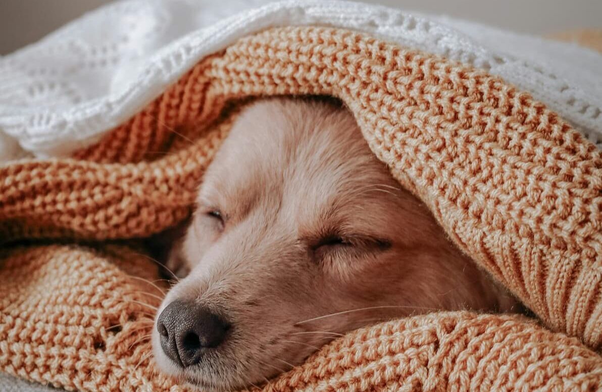 Dog sleeping on bed