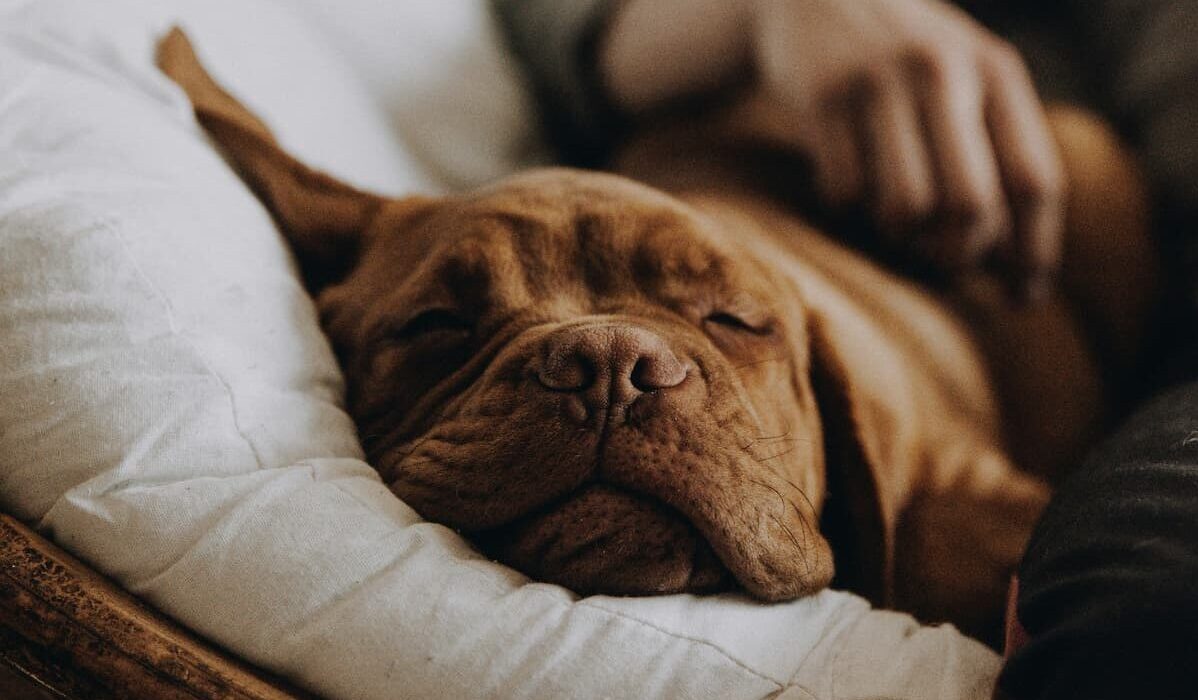 Dog sleeping on chair