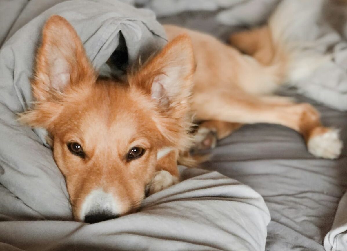 Dog on bed