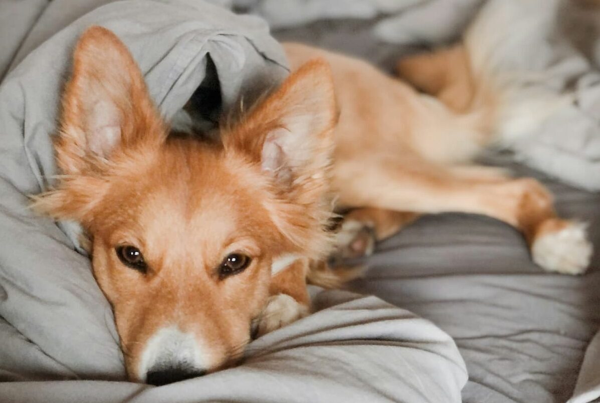 Dog on bed