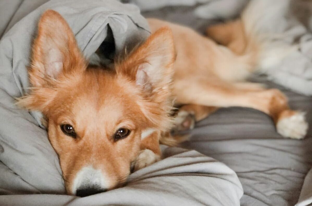 Dog on bed