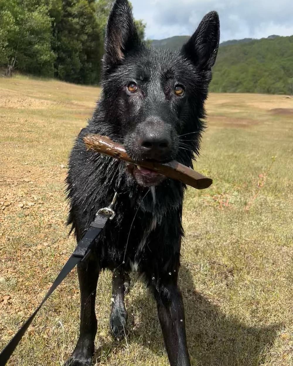 Calupoh (Mexican Wolfdog) biting a stick