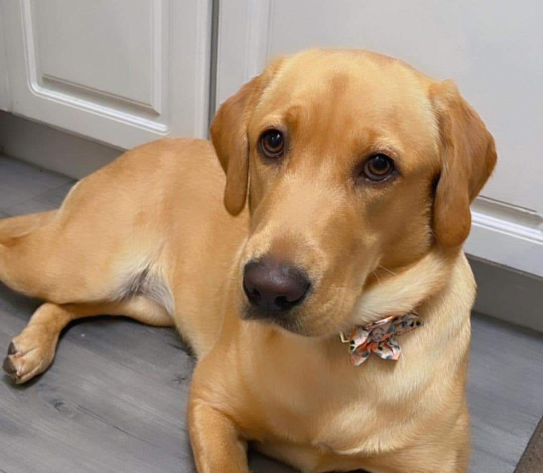 Goldador (Golden Lab Mix) dog sitting on the floor