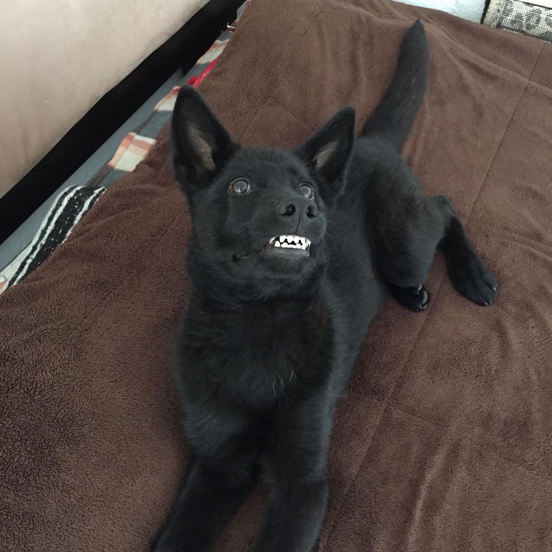 calupoh, mexican dog showing its teeth