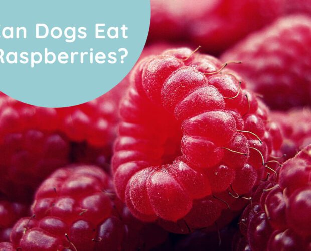 Can Dogs Eat Raspberries