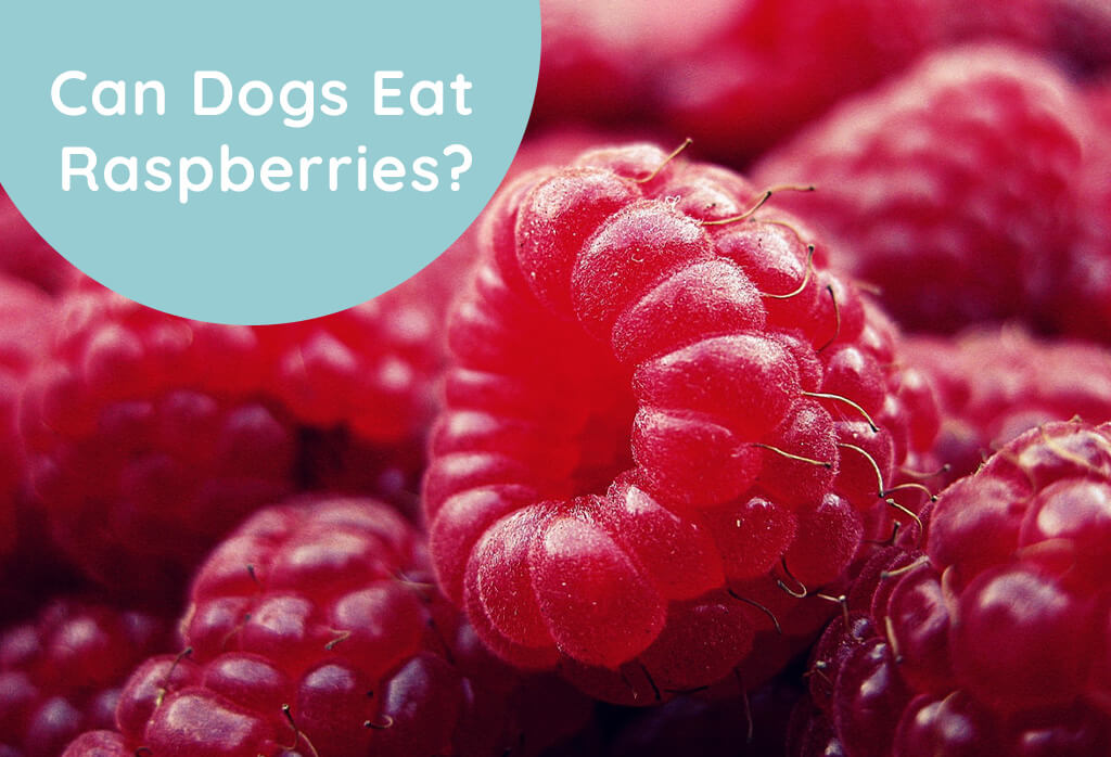 Can Dogs Eat Raspberries