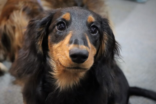 Long-haired dachshund dog