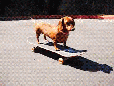 dachshund skateboarding