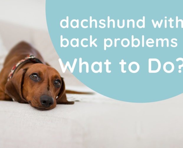 dachshund with back problems what to do