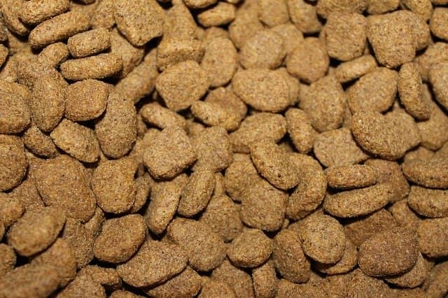 kibble or dry dog food