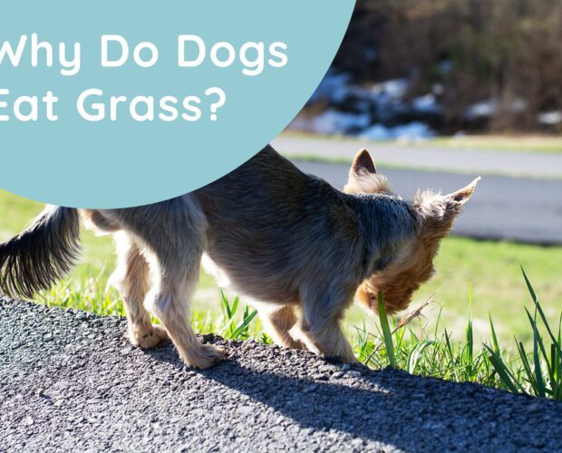 Why Do Dogs Eat Grass