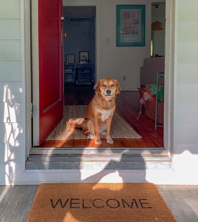 dog in the front door