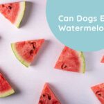 Can Dogs Eat Watermelon