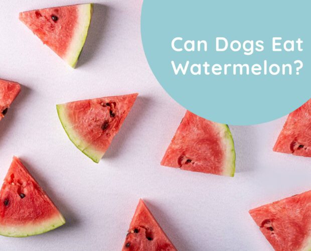 Can Dogs Eat Watermelon