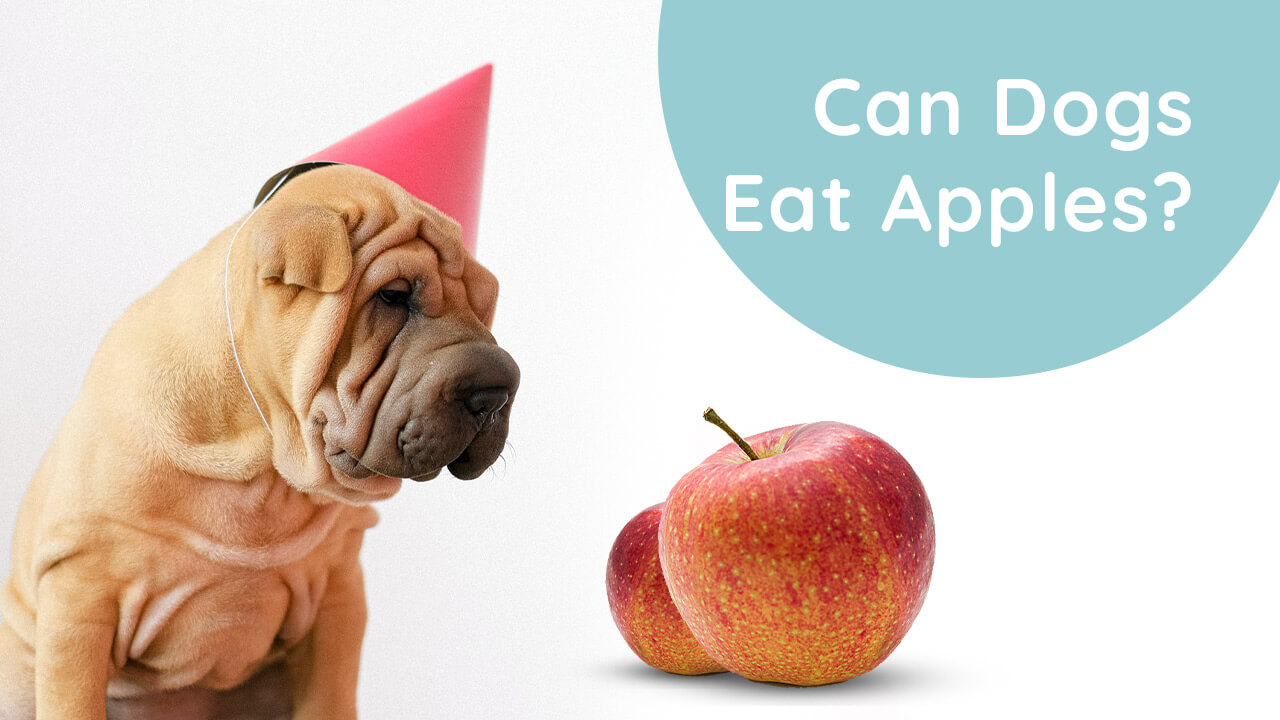 Can-Dogs-Eat-Apples-
