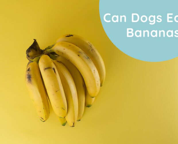 Can Dogs Eat Bananas