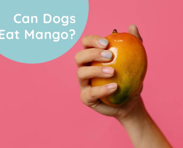 Can Dogs Eat Mango