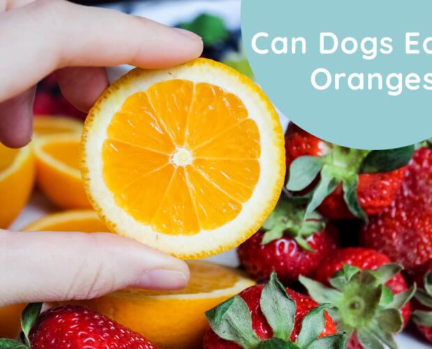 Can Dogs Eat Oranges