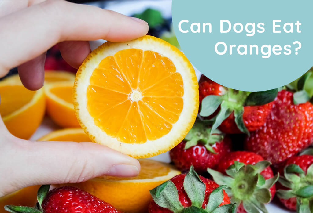 can dogs eat citrus fruits