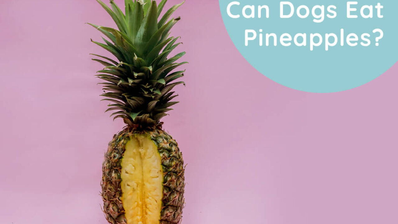 Is Pineapple Dangerous For Dogs