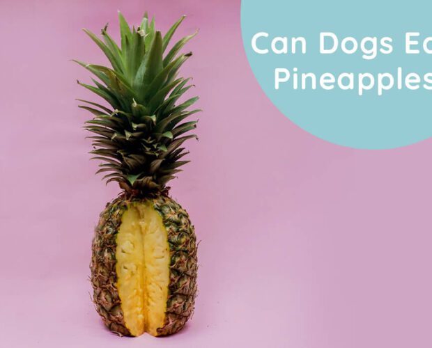 Can Dogs Eat Pineapples