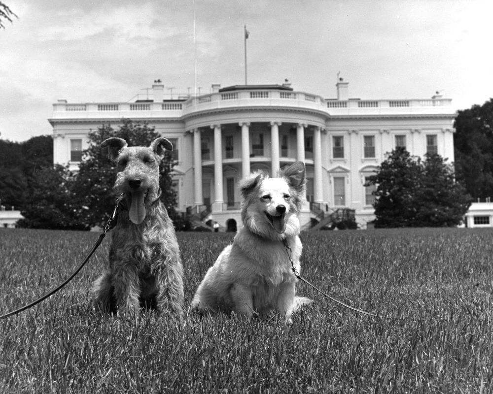 Charlie and Pushinka Kennedy dogs