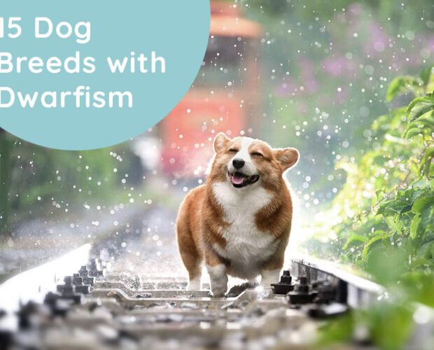 15 Dog Breeds with Dwarfism