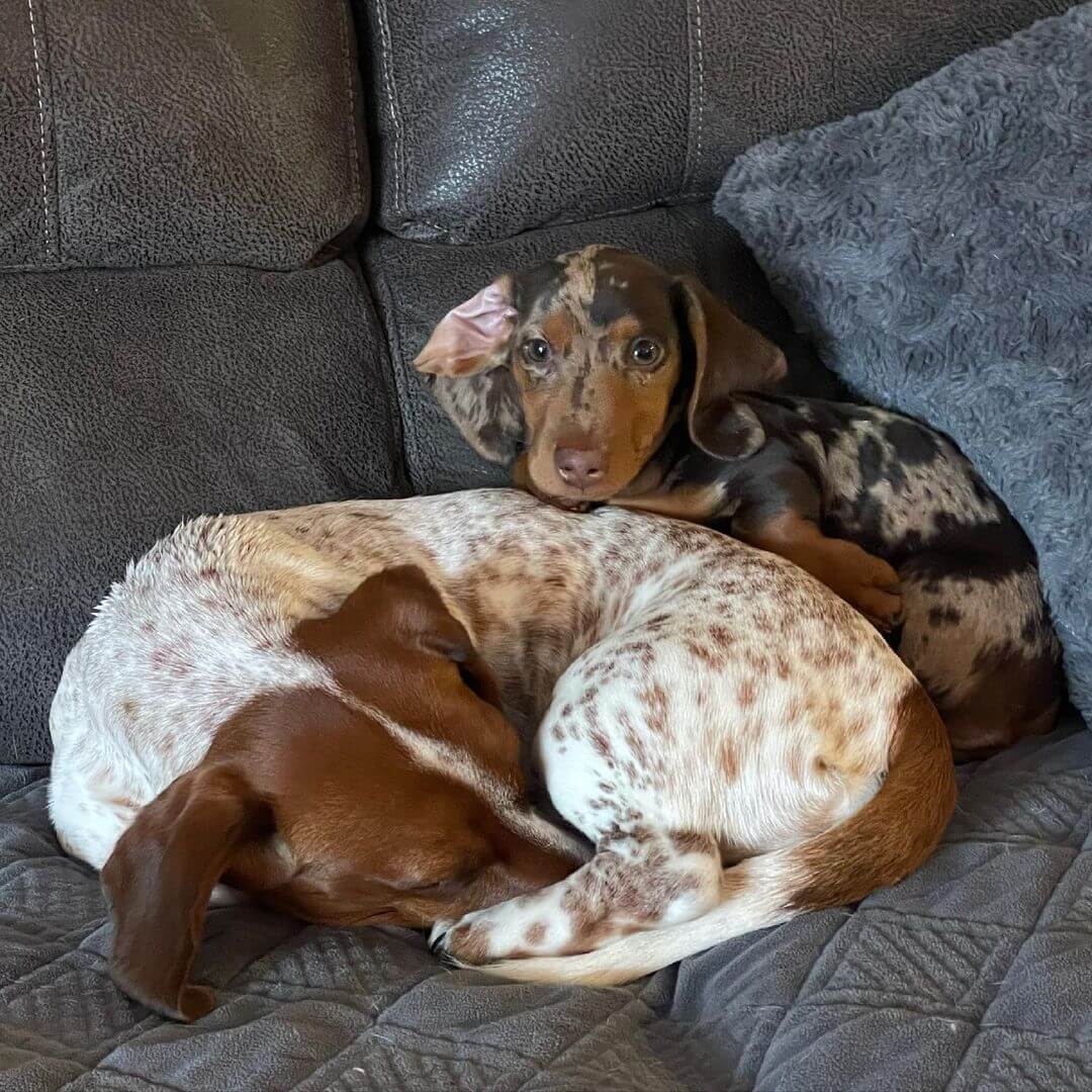 The Physical Appearance of a Piebald Dachshund Pup