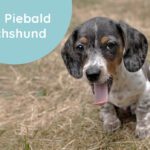 The Piebald Dachshund- A Complete Guide to Understanding This Pooch