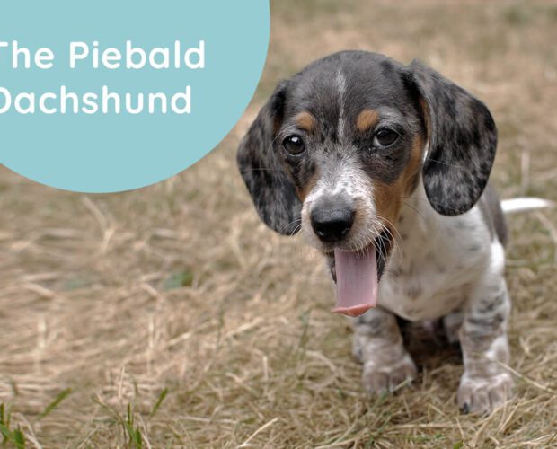 The Piebald Dachshund- A Complete Guide to Understanding This Pooch