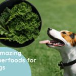 8-Amazing-Superfoods-for-Dogs