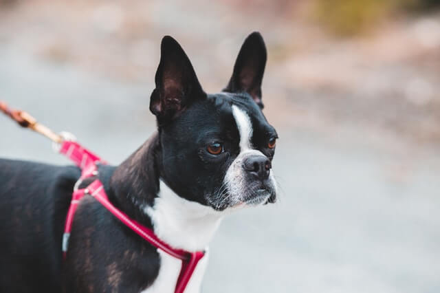 are boston terriers a bully breed